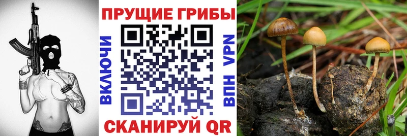 hydra рабочий сайт  Красково  Псилоцибиновые грибы Psilocybine cubensis 
